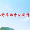 电影野草的香味剧情介绍