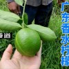 广东香水柠檬产地？(01/04)